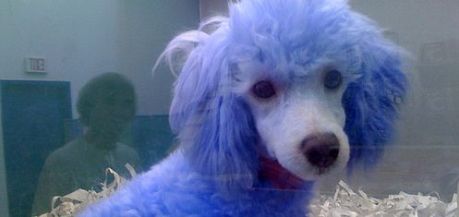 blue-dog